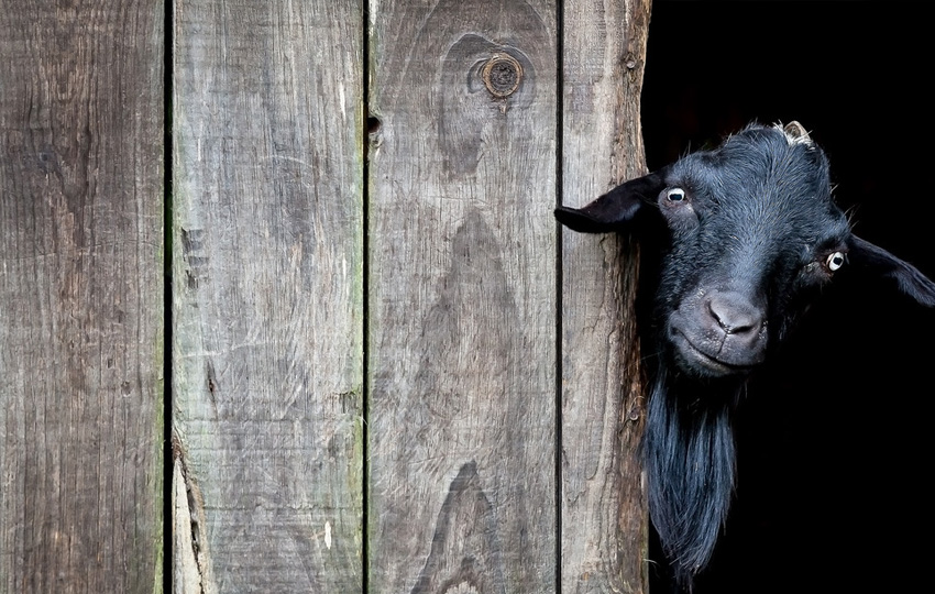 العاملون في مجال رعي الحيوانات! hayvan1 - العاملون في مجال رعي الحيوانات!