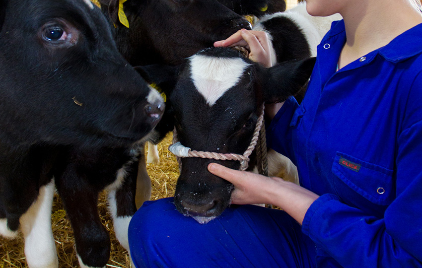 العاملون في مجال رعي الحيوانات! hayvan2 - العاملون في مجال رعي الحيوانات!