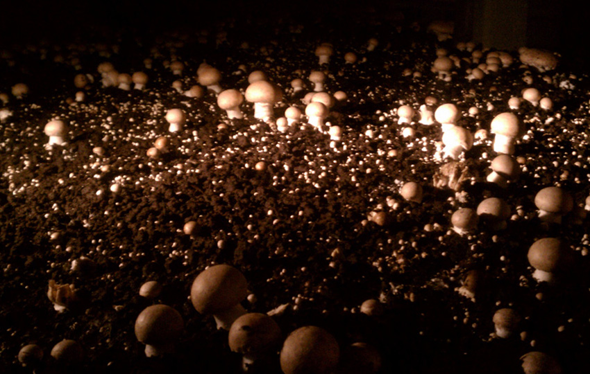 العاملون في مزارع الفطر! mantar1 - العاملون في مزارع الفطر!