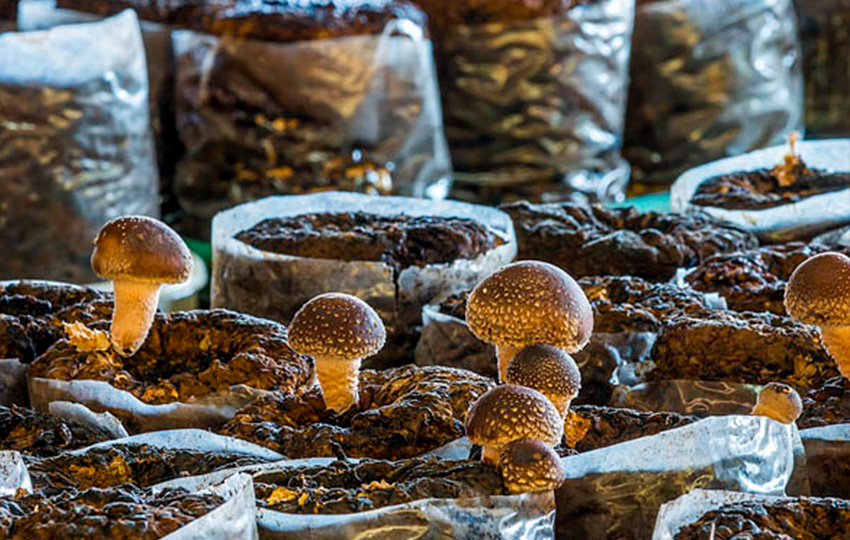 العاملون في مزارع الفطر! mantar3 - العاملون في مزارع الفطر!