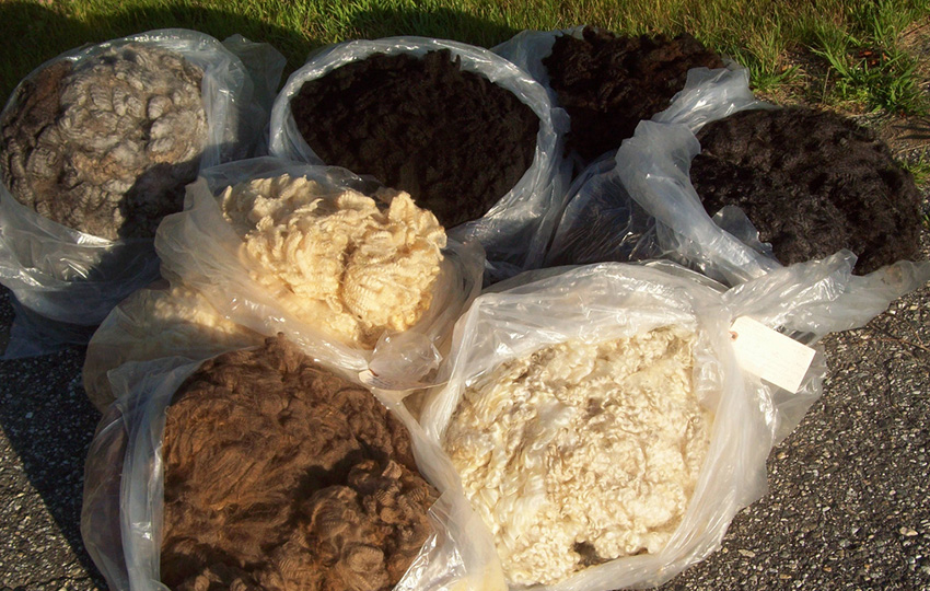 العاملون في انتاج الصوف الخام! yun3 - العاملون في انتاج الصوف الخام!