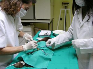 vet 300x225 - Veterinerler i&ccedil;in meslek hastalıkları