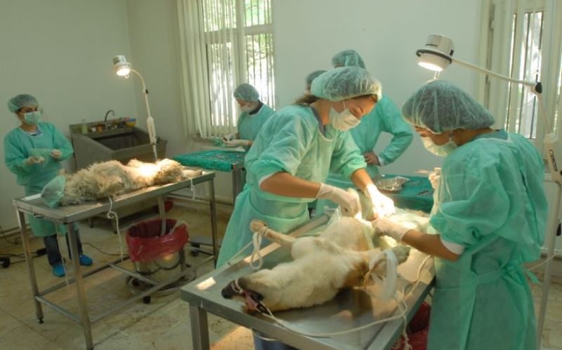 veteriner hekimler meslek etigini tartisacak - Veterinerler i&ccedil;in meslek hastalıkları