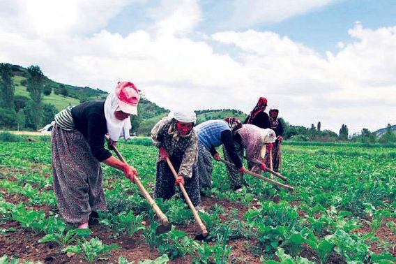Çalışan kadınların karşılaştığı ‘görünmez’ riskler* tarlada calisan kadin - Çalışan kadınların karşılaştığı ‘görünmez’ riskler*