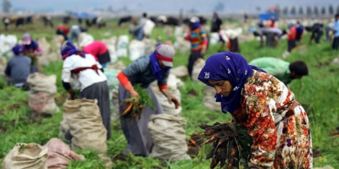 “Neredeyse hiçbir mevsimlik tarım işçisi meslek hastası tanısı alamıyor” mevsimlik tarim iscileri kapak - “Neredeyse hiçbir mevsimlik tarım işçisi meslek hastası tanısı alamıyor”